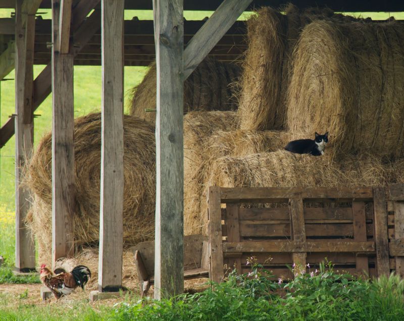 Barn Construction in Kansas City, KS